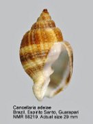 Cancellaria adelae